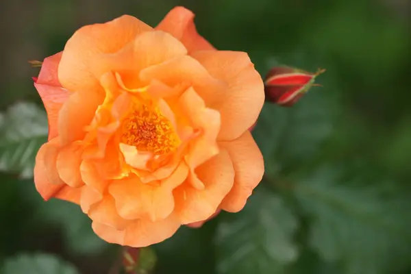 庭に緑豊かなバラを咲かせるオレンジ — ストック写真