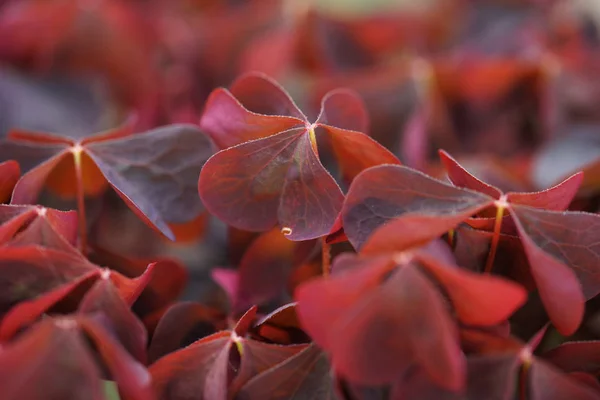 Lila Blätter Auf Sträuchern Garten Hintergrund — Stockfoto
