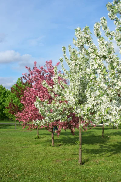 Цветущие Яблони Фруктовые Деревья Саду — стоковое фото