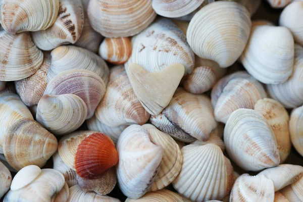 Macro View Organic Colored Seashells Beach — Stock Photo, Image