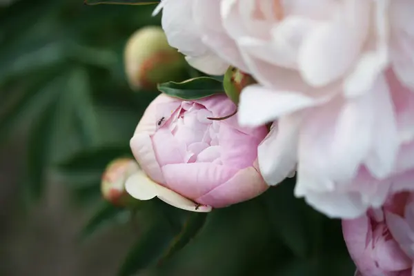 庭に咲く素晴らしい花を背景に — ストック写真