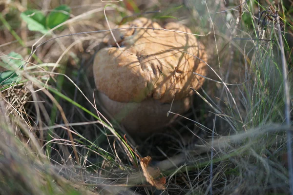 Little Brown Mushroom Growing Ground Foliage Forest Background — ストック写真