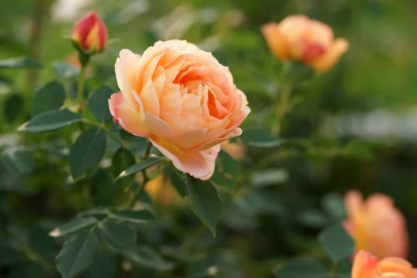 庭の背景にピンクのバラが咲く素晴らしい黄色 — ストック写真
