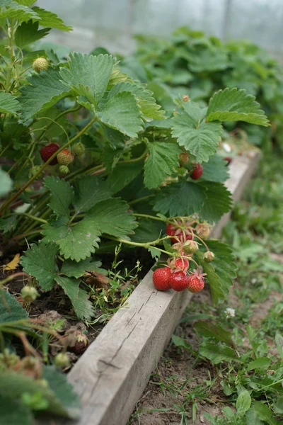 Fresas Rojas Maduras Sobre Arbustos Verdes Sobre Fondo Patio — Foto de Stock