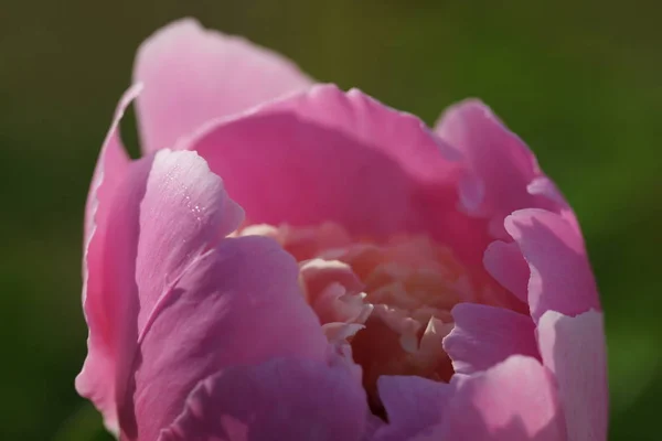 Close Pink Peony Flower Growing Bushes Yard Background — Stock Photo, Image