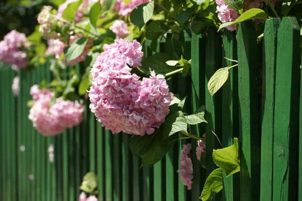 Розовые Гортензии Цветы Саду — стоковое фото