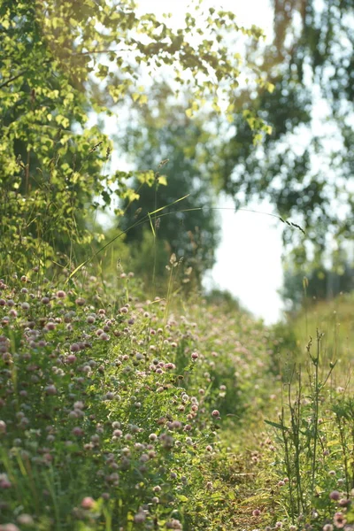 花园背景中盛开的野花 — 图库照片