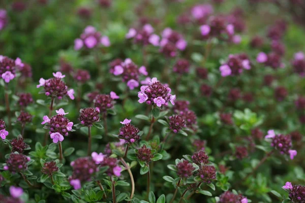 Bloeiende Bloemen Het Gras Tuin Achtergrond — Stockfoto