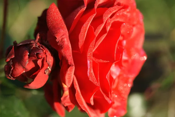Vacker Blommande Röda Rosor Trädgård Bakgrund — Stockfoto