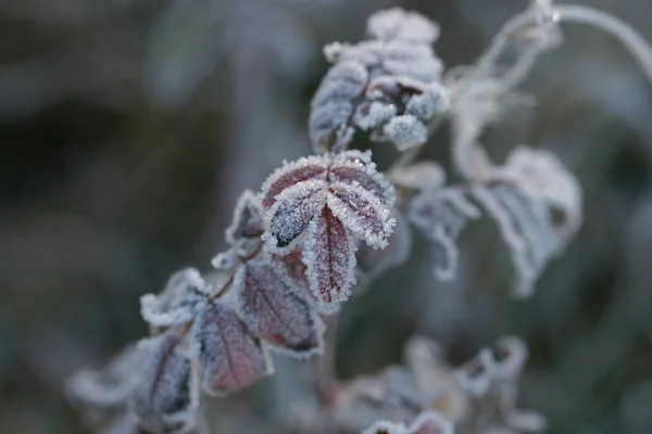 Vue Rapprochée Brindilles Congelées Plantes Sur Fond Champ — Photo