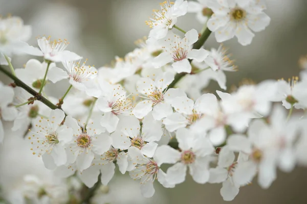 Gros Plan Fleurs Blanches Pommiers Fleurs Branches Dans Jardin — Photo