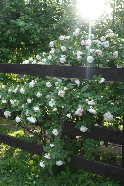 Groene Struiken Met Bloeiende Prachtige Rozen Tuin Achtergrond — Stockfoto