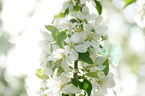 Primer Plano Los Manzanos Florecientes Ramas Frutales Con Flores Huerto —  Fotos de Stock