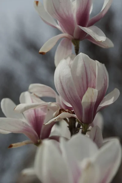 Branches Pink Magnolia Flowers Yard Background — Stock Photo, Image