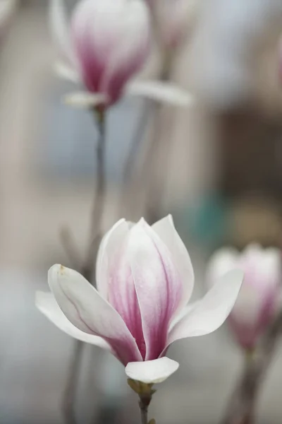 White Pink Flowering Magnolia Flowers Branches Park Background — Stock Photo, Image