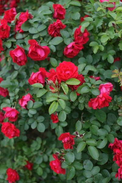 Rood Verbazingwekkende Weelderige Rozen Struiken Tuin Achtergrond — Stockfoto