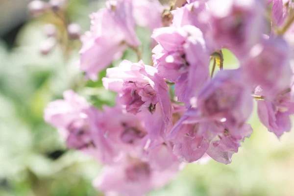 Nahaufnahme Blühender Äste Von Apfelbäumen Mit Blumen Obstgarten — Stockfoto