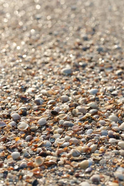 Sahildeki Deniz Kabuklarının Manzarasını Kapat — Stok fotoğraf