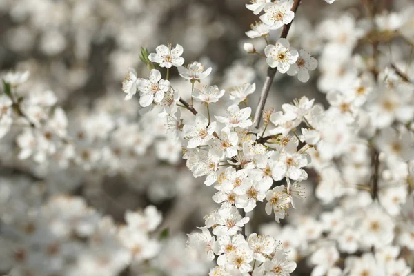 Flowering Apple Fruit Trees Branches White Flowers Orchard — Stock Photo, Image