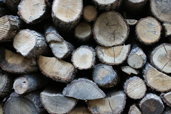Firewood Stacked Rows – stockfoto