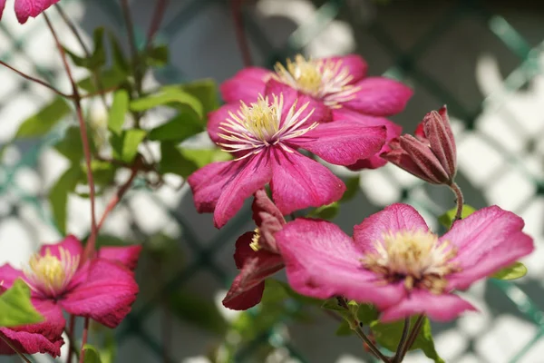 庭の茂みにピンクの花を咲かせ — ストック写真