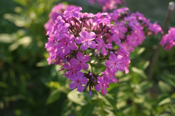 Bloeiende Roze Bloemen Struiken Tuin Achtergrond — Stockfoto