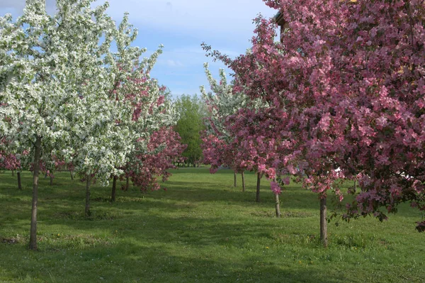 Blommande Äppelfruktträd Trädgården — Stockfoto