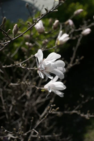公園の背景にある小枝に小さな白い花のマグノリアの花 — ストック写真