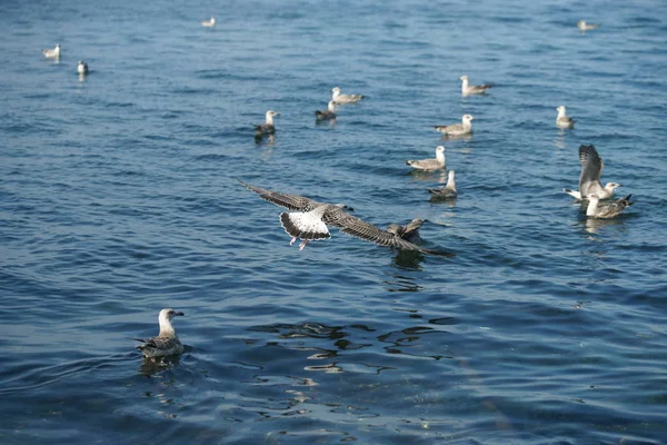 Gaivotas Voando Mar — Fotografia de Stock