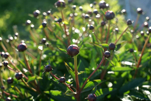 Pivoine Avec Beaucoup Bourgeons — Photo