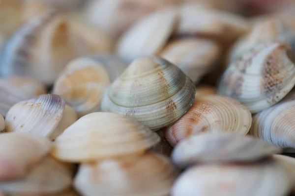 Muitas Conchas Coloridas Fundo Praia — Fotografia de Stock