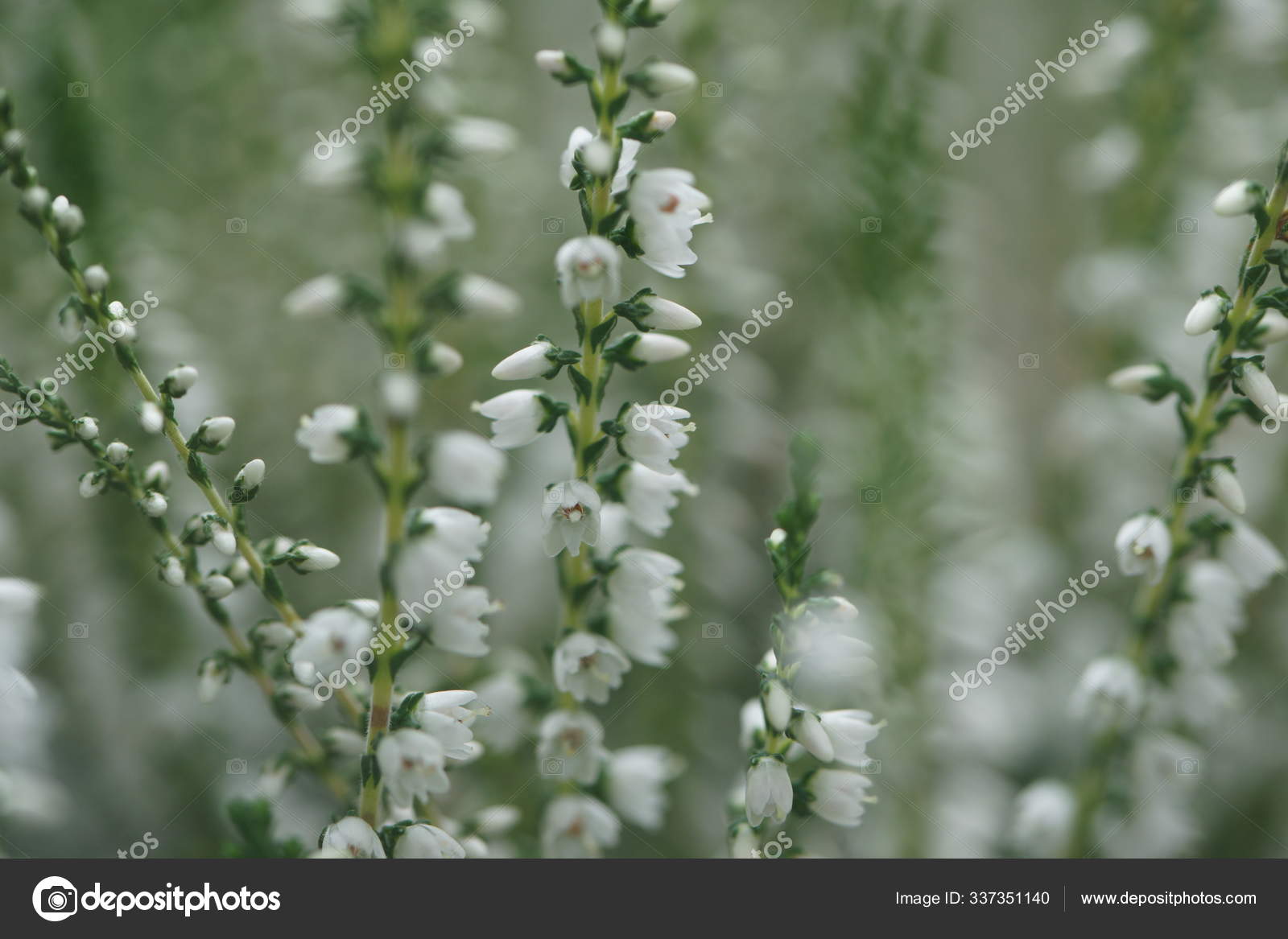 Beautiful Blossom Little White Flowers Bells Garden Background Stock Photo Image By C Oliveshadow 337351140