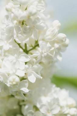 Bahçede beyaz çiçekli akasya ağaçlarının dallarını kapatın.