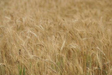 close up of golden ripened wheat field on meadow background 