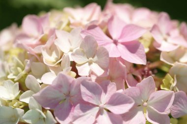 beautiful pink blooming hydrangea flowers on green bushes background