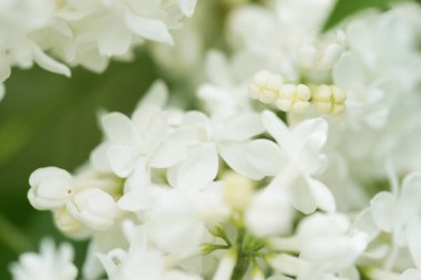 Bahçede beyaz çiçekli akasya ağaçlarının dallarını kapatın.