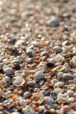 Sahildeki deniz kabuklarının manzarasını kapat.