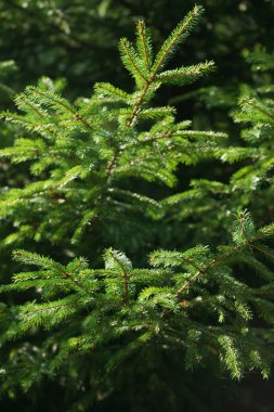 Köknar ağacını kapat