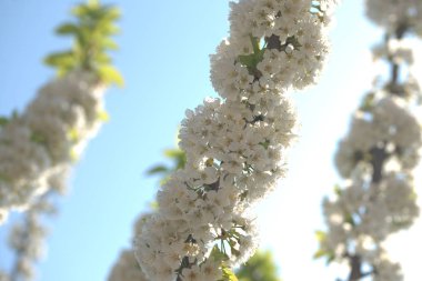 Bahçedeki elma ağaçlarının beyaz çiçekleri.