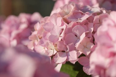 beautiful pink blooming hydrangea flowers on green bushes background