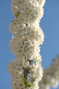 Bahçedeki elma ağaçlarının beyaz çiçekleri.