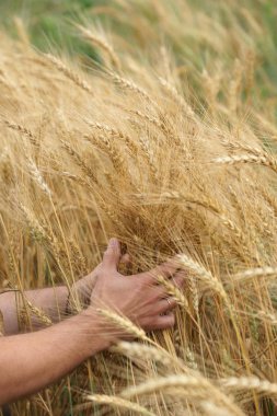 man hands touching golden spikelets on wheat field meadow background 
