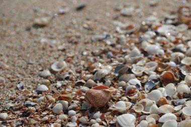 Sahildeki deniz kabuklarının arka planı