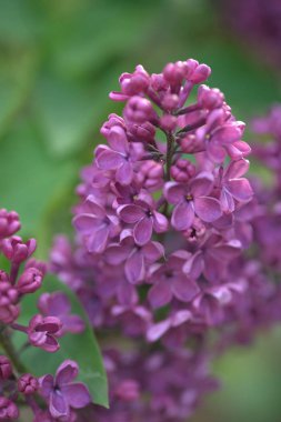 Güzel mor eflatun çiçekler açık havada. Eflatun çiçekler dallar üzerinde