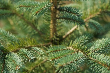 green and lush spruce branches on wood background