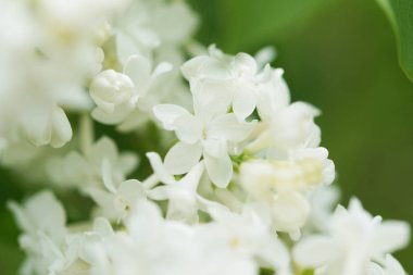 Bahçede beyaz çiçekli akasya ağaçlarının dallarını kapatın.