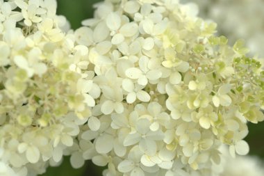 Çiçekli akasya ağaçları, bahçesinde beyaz çiçekler olan dallar.