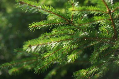 Yeşil ladin dalları. Güneş tarafından aydınlatılan ladin dalları. Spruce desenli arka plan. 