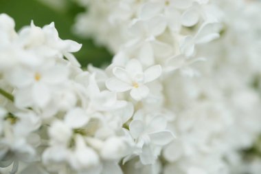 Bahçede beyaz çiçekli akasya ağaçlarının dallarını kapatın.