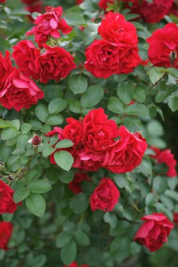 Arka plandaki çalılıklarda kırmızı, gür güller.